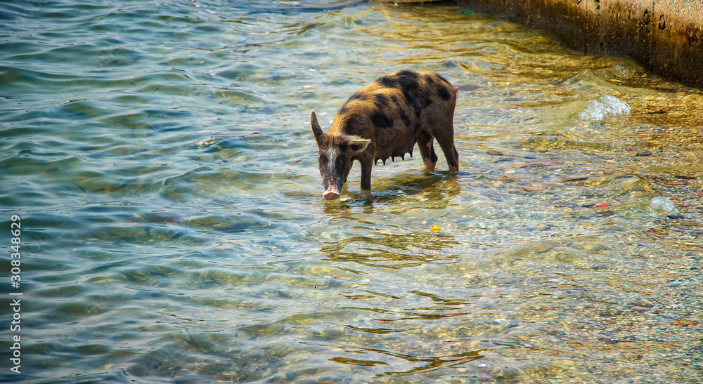 The pig bathes and swims in the sea and drinks water. It is a wildlife photo in Senegal, Africa. The pig bathes and swims in the sea and drinks water. It is a wildlife photo in Senegal, Africa.
