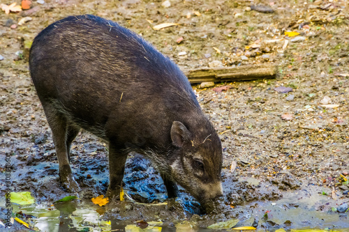 visayan warty pig grubbing in the mud, typical wild boar behavior, critically endangered animal specie from the philippines photo