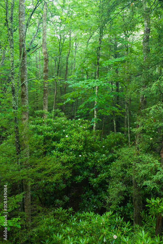 Late Spring, Roaring Fork Area, Smokies