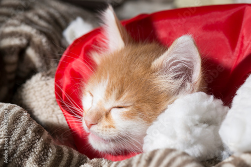 Gatito descansando tiernamente en un gorro de papa noel.   photo