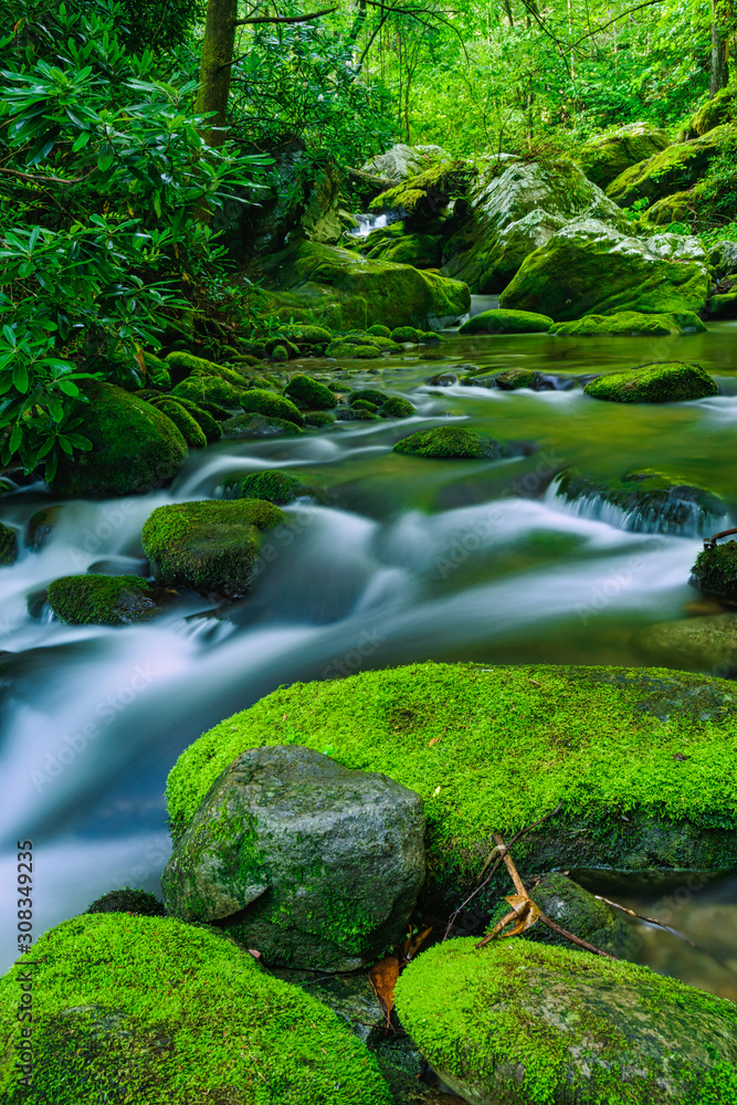 Late Spring, Roaring Fork Area, Smokies Late Spring, Roaring Fork Area, Smokies
