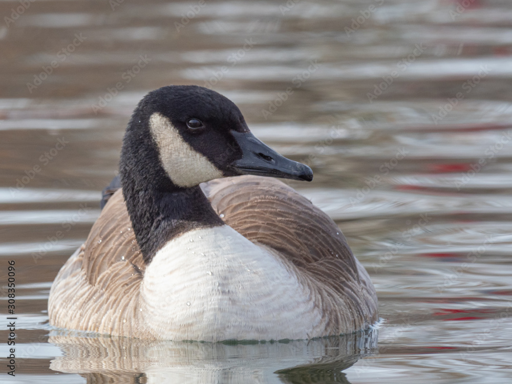 Fototapeta premium Canada Goose 3