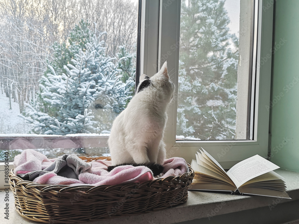 Winter window with cat watching the first snow and sunny blue sky. Pet sitting on the warm cozy windowsill and looking at beautiful day morning