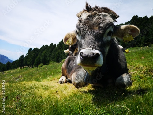 Cows © Luca Flor