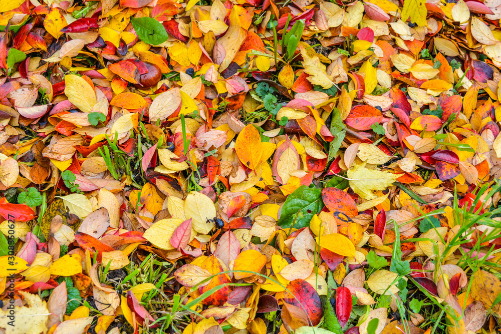 Colorful and bright background of fallen autumn leaves Colorful and bright background of fallen autumn leaves
