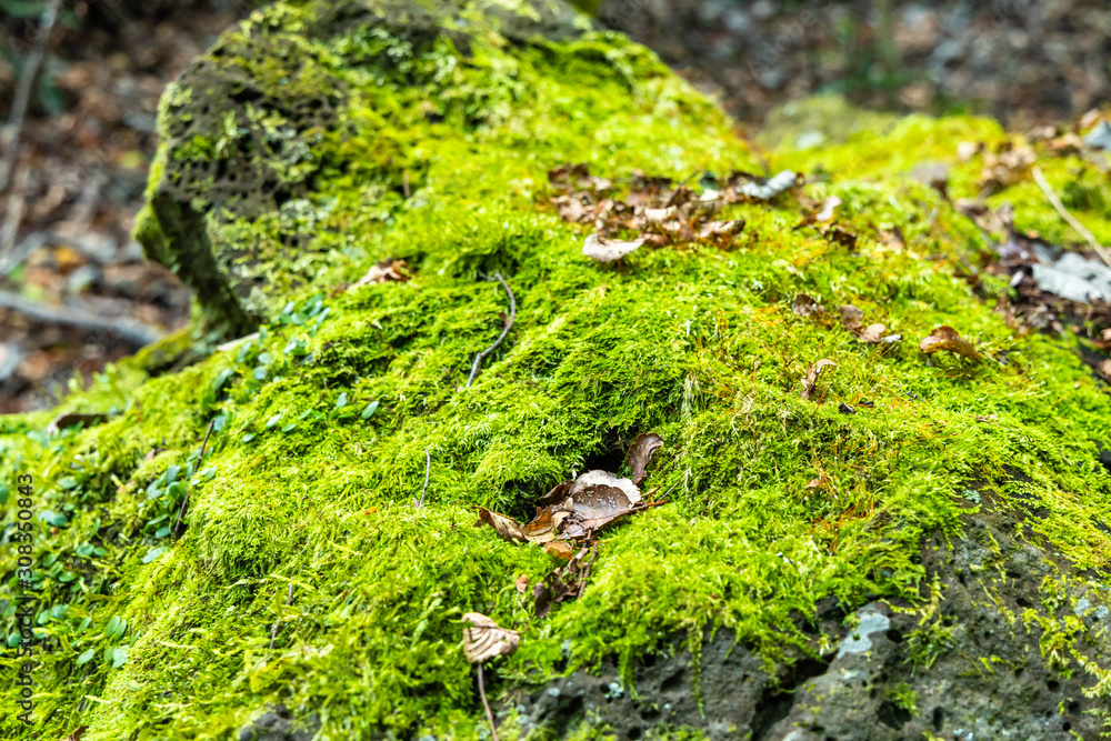 moss rock moss rock