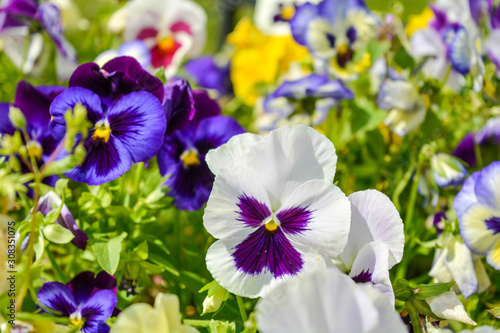 Garden pansy with purple and white petals. Viola tricolor pansy in flowerbed