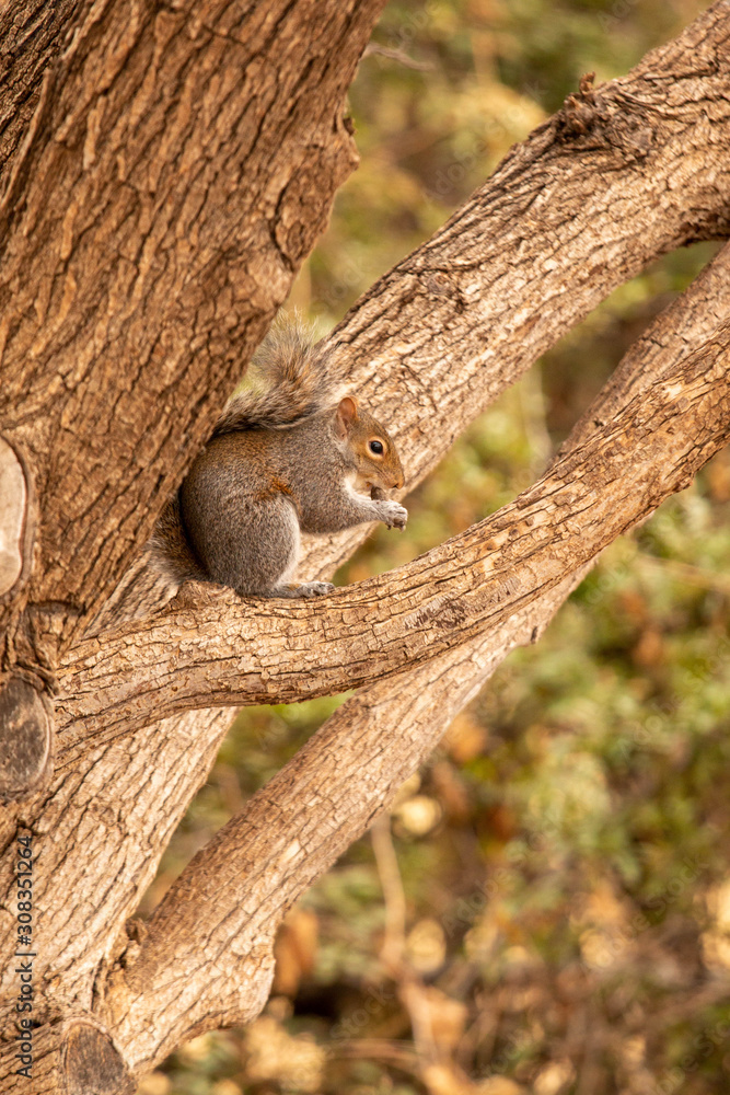 Squirrel in a tree Squirrel in a tree