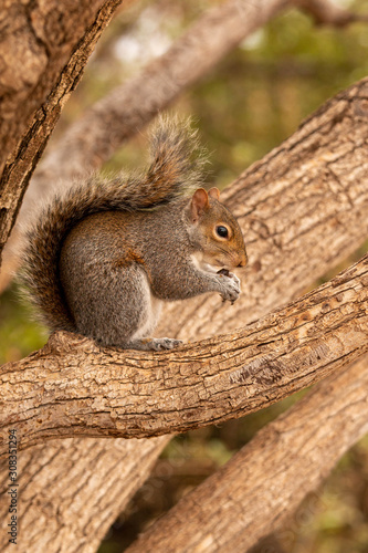 Squirrel in a tree © Nikki