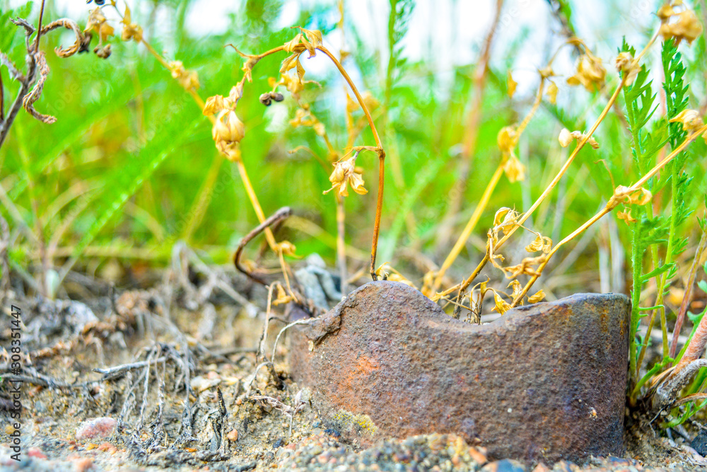 Seed capsules of ordinary moss among dry and green grass. Microscopic landscape Seed capsules of ordinary moss among dry and green grass. Microscopic landscape
