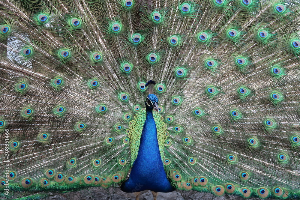 Obraz premium Peacock