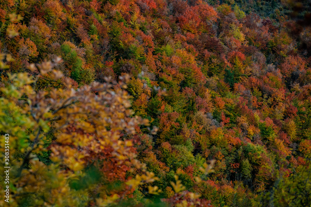 Beautiful orange and red autumn forest