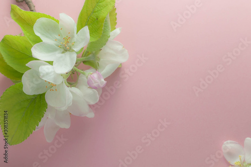 top view of branch with blossom and flower  green leaves on pink surface with copy space