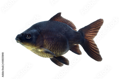 fish in an aquarium, on a white background, " isolate"