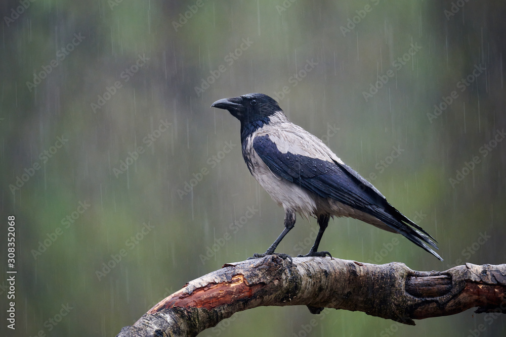 Fototapeta premium hooded crow (Corvus cornix) under the rain.