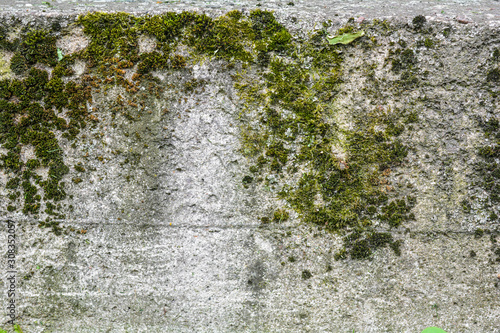 Old concrete wall with moss. Texture of weathered concrete moss covered wall