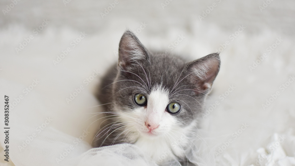 kitten with green eyes kitten with green eyes