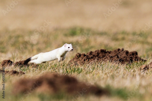 Hermelin (Mustela erminea) im weißen Winterfell zwischen Maulwurfshügeln, Hessen, Deutschland photo