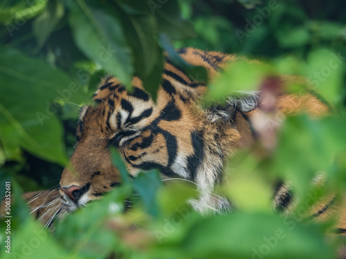 Edynburg / Szkocja - 23 sierpnia 2019: Tygrys w zoo w Edynburgu © Adam Wrobel