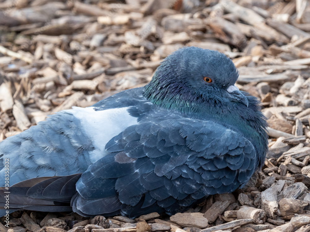 Fototapeta premium Pigeon 2