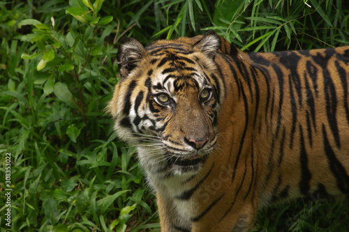 Sumatran tigers soak in the zoo