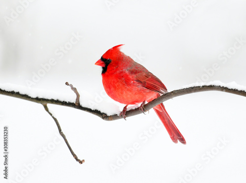 male red cardinal standing on tree branch after snow Fotobehang