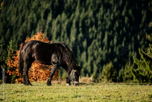 portrait of a black Friesian horse
