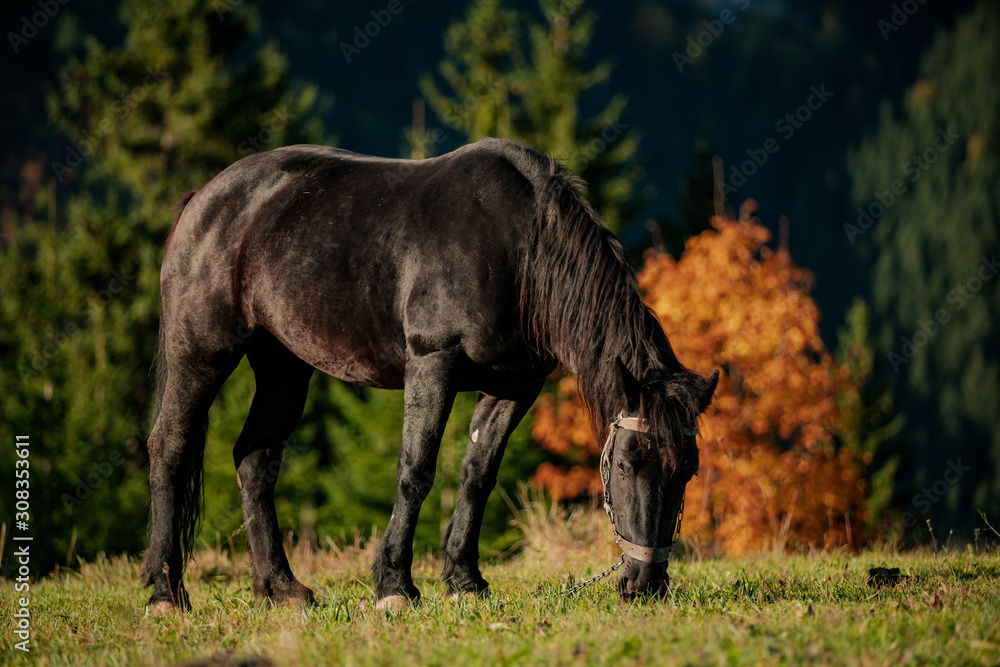 portrait of a black Friesian horse portrait of a black Friesian horse