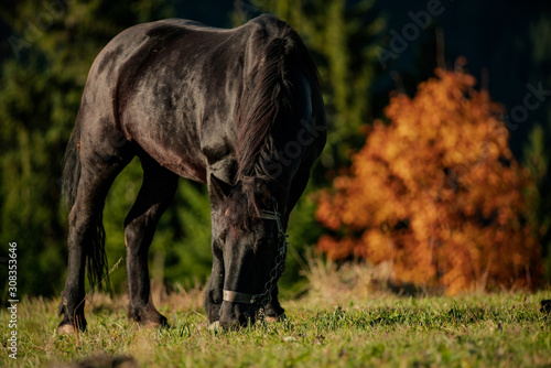 portrait of a black Friesian horse © fotoinfot
