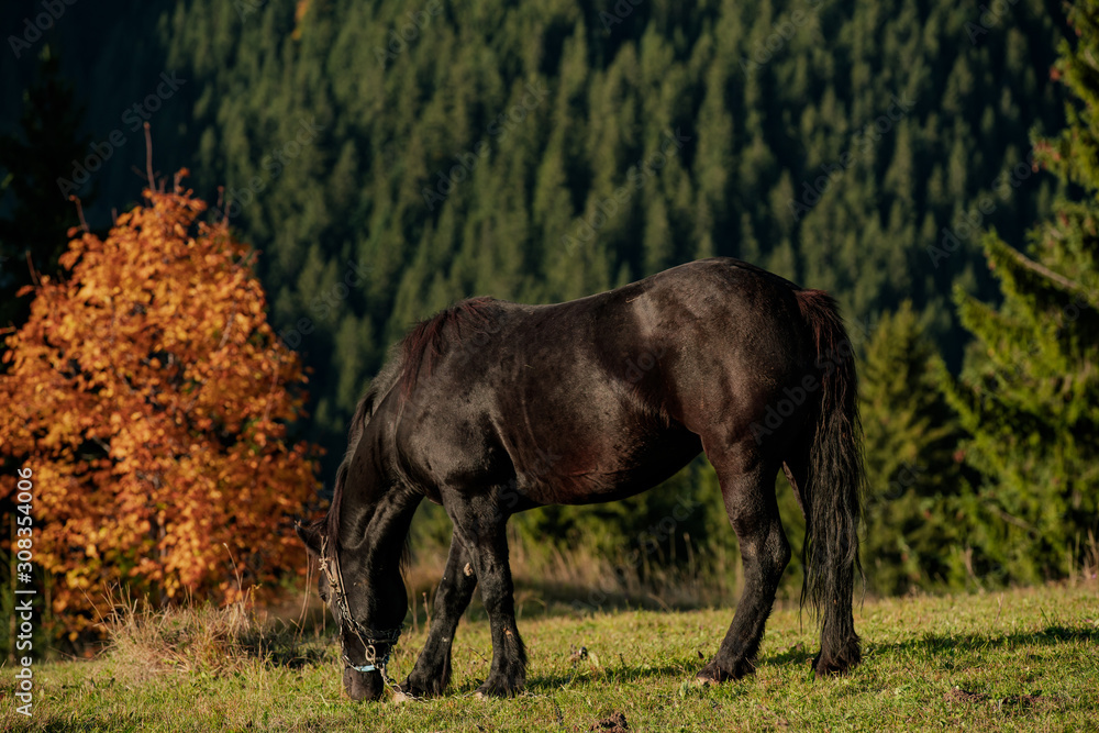 portrait of a black Friesian horse portrait of a black Friesian horse