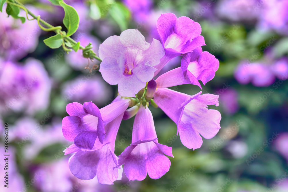 Purple Garlic Vine blooming on tree Purple Garlic Vine blooming on tree
