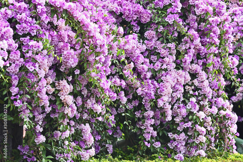 Naklejka premium Purple Garlic Vine blooming on tree