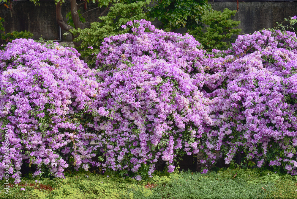 Purple Garlic Vine blooming on tree Purple Garlic Vine blooming on tree