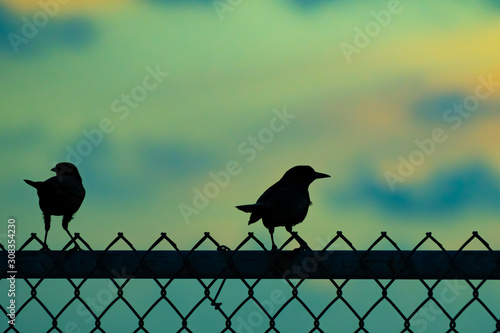 Photography Silhouette of two tiny birds perched on metal fence at sunrise/ sunset