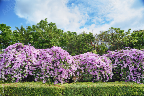 Purple Garlic Vine blooming on tree photo