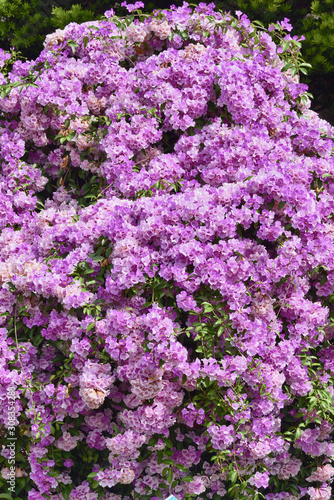 Purple Garlic Vine blooming on tree © lcc54613