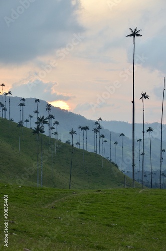 La palma de cera en el Quindio, Colombia