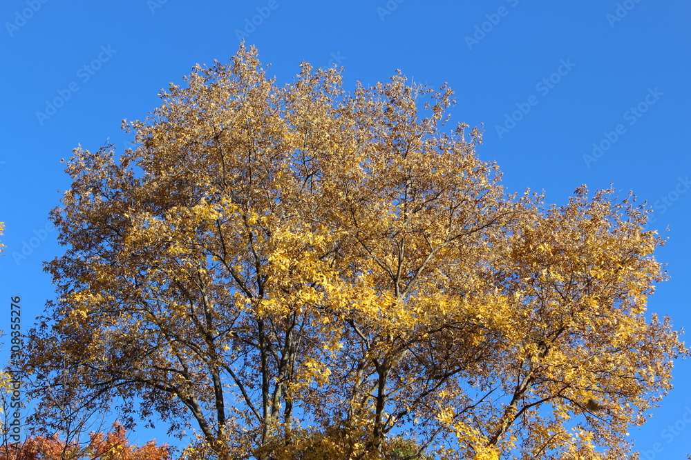 FALL TREES - VARIOUS COLORS, VARIOUS CLOSE UPS AND VARIOUS VISTAS FALL TREES - VARIOUS COLORS, VARIOUS CLOSE UPS AND VARIOUS VISTAS