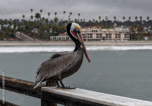 Closeup of an adult Pacific brown pelican in Oceanside, Southern California