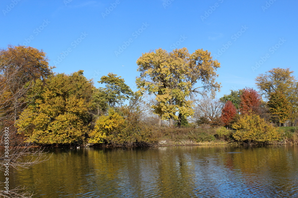 VARIOUS FALL TREES, ON WATER, WITH WATERFOWL AND WITH SKY