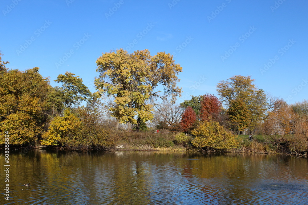 VARIOUS FALL TREES, ON WATER, WITH WATERFOWL AND WITH SKY VARIOUS FALL TREES, ON WATER, WITH WATERFOWL AND WITH SKY