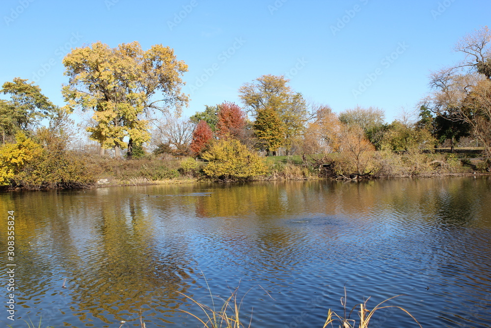 VARIOUS FALL TREES, ON WATER, WITH WATERFOWL AND WITH SKY VARIOUS FALL TREES, ON WATER, WITH WATERFOWL AND WITH SKY