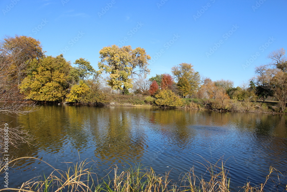 Fototapeta premium VARIOUS FALL TREES, ON WATER, WITH WATERFOWL AND WITH SKY
