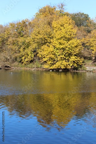 Wallpaper Mural VARIOUS FALL TREES, ON WATER, WITH WATERFOWL AND WITH SKY Torontodigital.ca