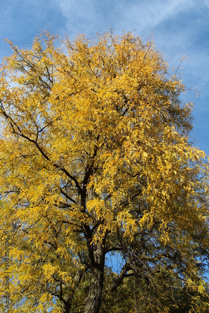 VARIOUS FALL TREES, ON WATER, WITH WATERFOWL AND WITH SKY