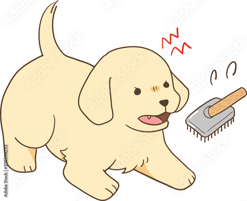 ゴールデンレトリバーの子犬（ブラッシングを嫌がる）