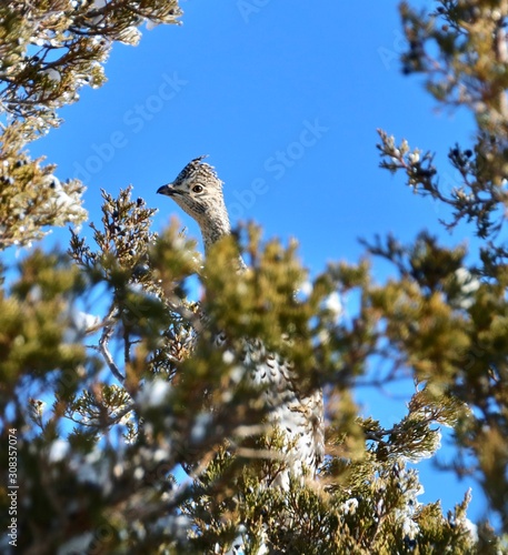 Grouse in a tree