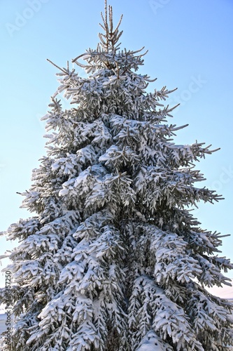 snow covered fir tree