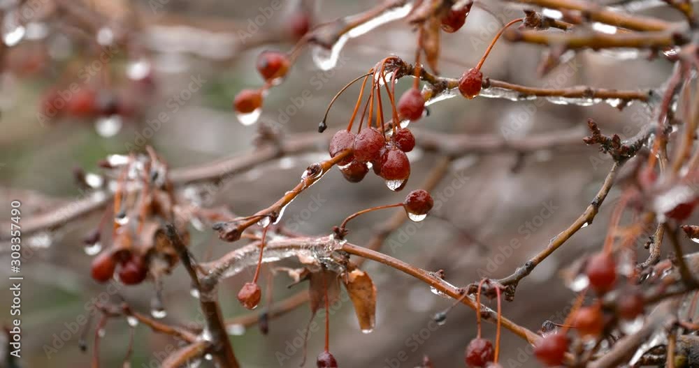 frozen crabapples thaw and drip water with reflection frozen crabapples thaw and drip water with reflection
