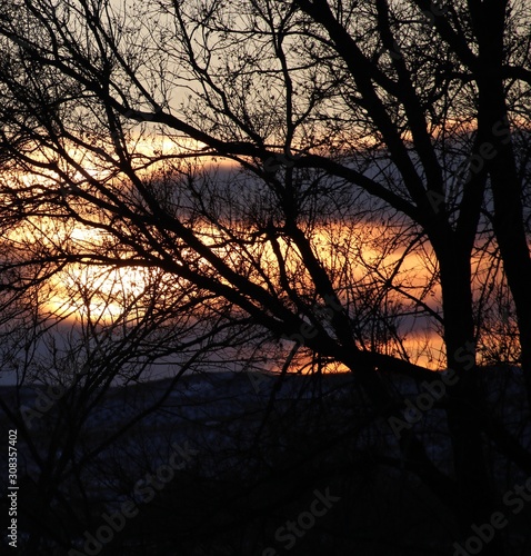 silhouette of tree at sunset
